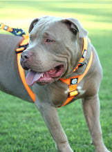 Load image into Gallery viewer, Combat Harness - Orange