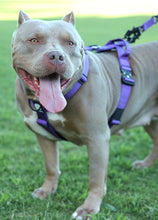 Load image into Gallery viewer, Combat Harness - Purple