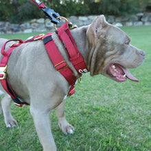Load image into Gallery viewer, Luxury Harness - Royal Red