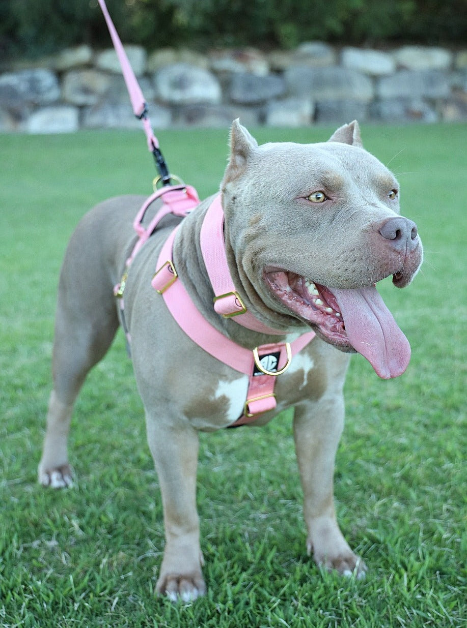 Luxury Harness Pink